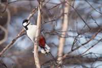 Сам ДЯТЕЛ :)