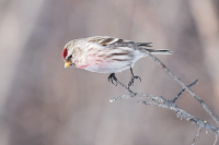 Все, я в гараж!