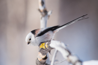 Ополовник-длиннохвостая синица