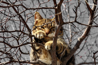 про умиротворённость...