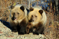 Лесные братья