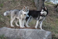 Касадор с подругой