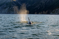 Совершенная механика