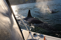 Приключение