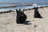 Собакевичи