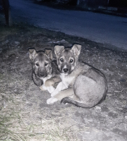 роднее не бывает