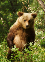 Опа... человеки