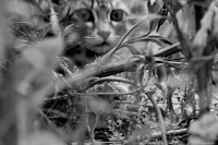 " Ни где и ни чей "