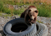 Ну чё, колеса брать будешь?