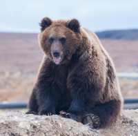 Босоногий разгильдяй