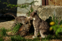 Утренние хлопоты...