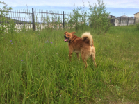 Лето. Барни