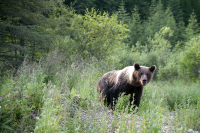 мишка косолапый