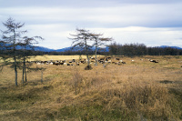 Живые коровки