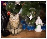 Новый год продолжается