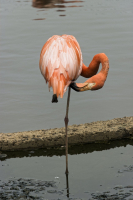 Фламинго