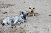 собакевичи