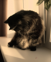 Беспечный игрок