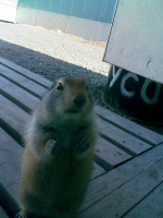 Я не хомяк, я СуСлиК