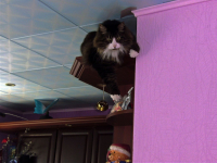 высоко сижу-далеко гляжу