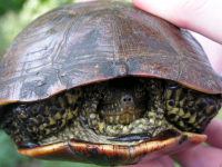 Поймал случайно