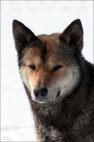 Серьёзный сотрудник Службы Авиационной Безопасности