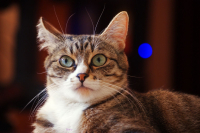 ты тоже видишь синий шар ?!