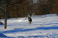 собака Муха