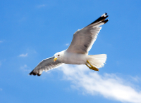 цель опознана