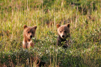 не долеко от посёлка Армань