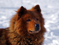 исче барбос