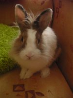 ушастая моя