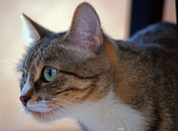 Перед прыжком