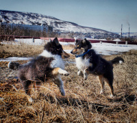 наши лапочки