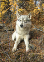 Умиротворение