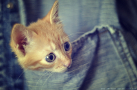 карманный котэ