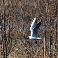 "Летящей походкой, ты вышла из мая..."