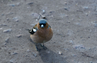 Чего смотришь?