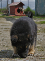 Охотнег 2. По следу