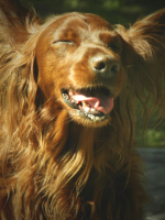 Ирландский сеттер