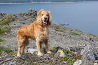 опять жэ мой пес