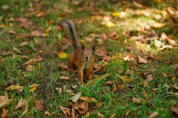 БЕЛКА обноковенная подмосковная