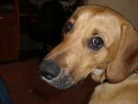 жил был пёс