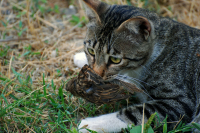 Каждому свое...