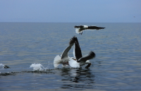 обладатель и претенденты