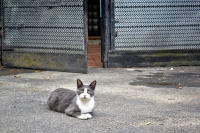 Кошкин дом)