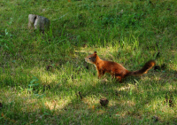 настороженно