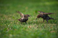 битва за хлеб