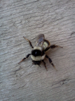 С пёсой гуляли и он нашёл..... ))