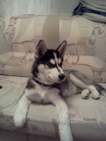 Рыцарь дивана...